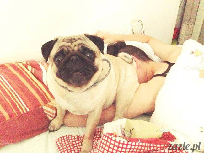 poranek_mopsy_mopsiki_zazie_kumok_miszur_64