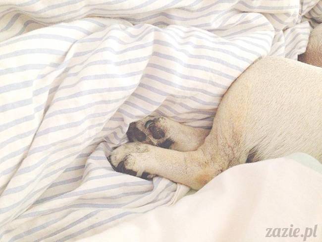 poranek_mopsy_mopsiki_zazie_kumok_miszur_65