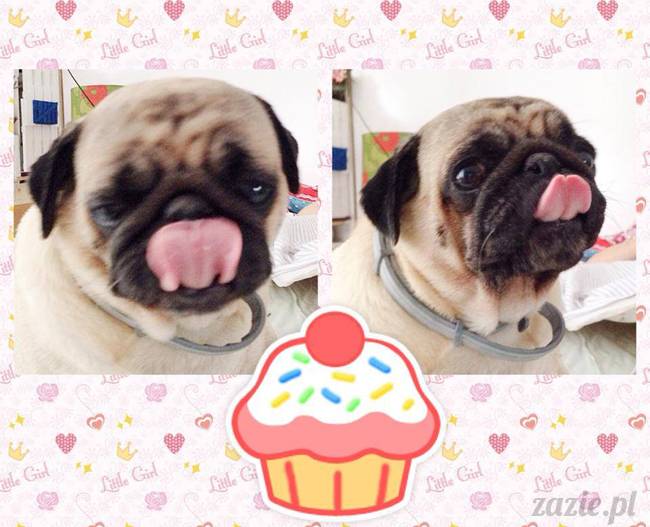 poranek_mopsy_mopsiki_zazie_kumok_miszur_66