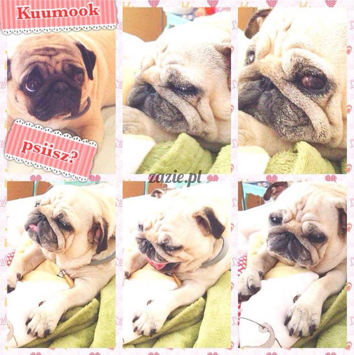 poranek_mopsy_mopsiki_zazie_kumok_miszur_67