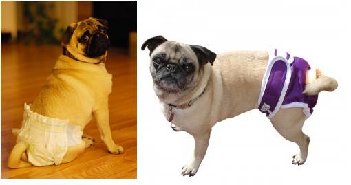 pug_diaper