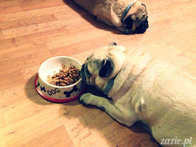 w_czasie_deszczu_mopsiki_sie_nudza_kumok_miszur_zazie_b