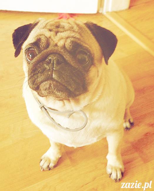 w_czasie_deszczu_mopsiki_sie_nudza_kumok_miszur_zazie_c