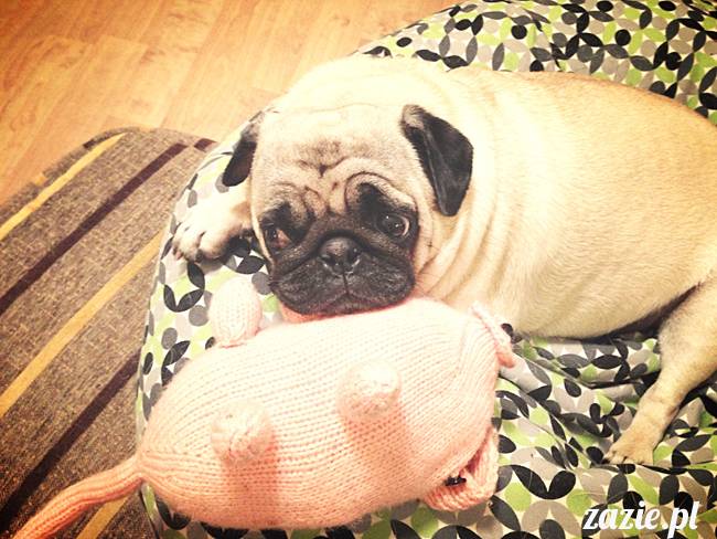 w_czasie_deszczu_mopsiki_sie_nudza_kumok_miszur_zazie_d