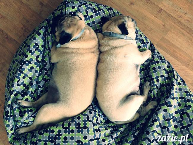 w_czasie_deszczu_mopsiki_sie_nudza_kumok_miszur_zazie_e