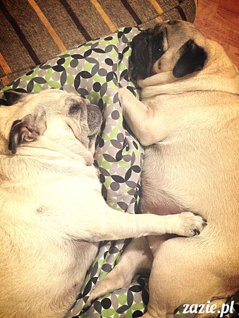 w_czasie_deszczu_mopsiki_sie_nudza_kumok_miszur_zazie_g