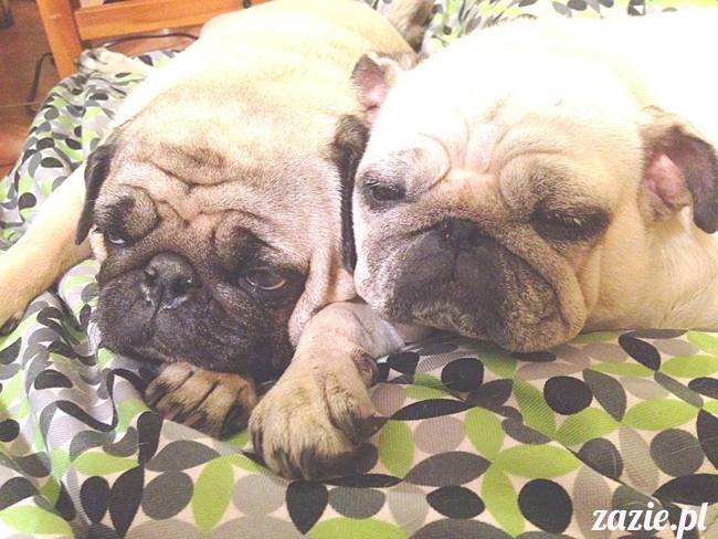 w_czasie_deszczu_mopsiki_sie_nudza_kumok_miszur_zazie_h