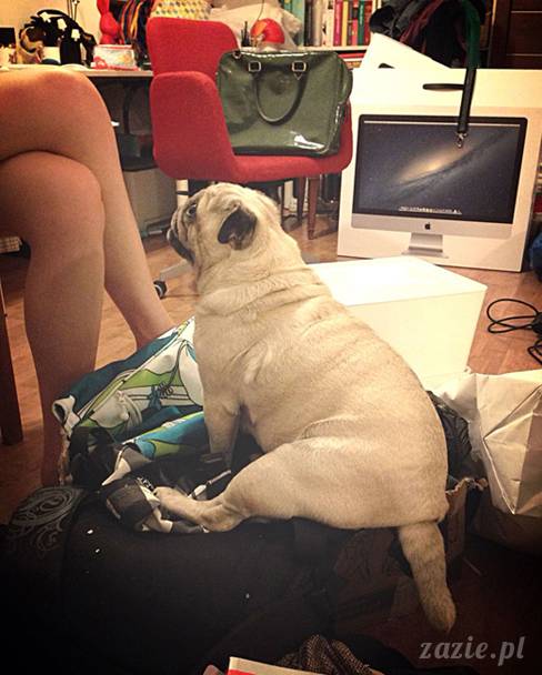 w_czasie_deszczu_mopsiki_sie_nudza_kumok_miszur_zazie_i