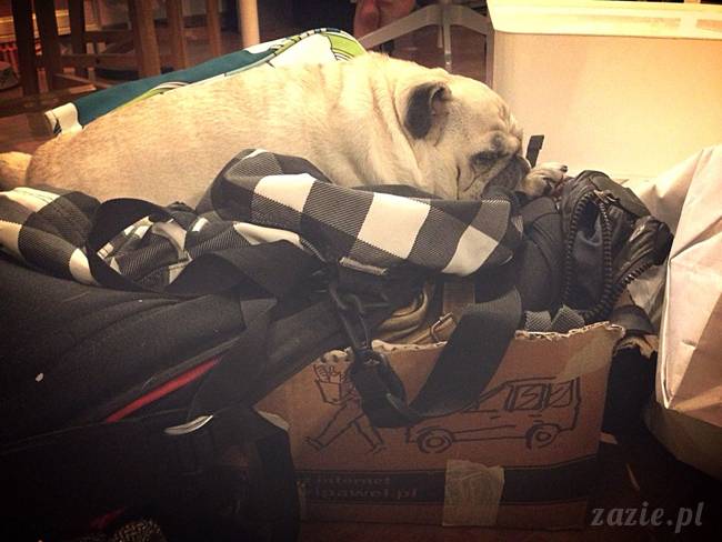 w_czasie_deszczu_mopsiki_sie_nudza_kumok_miszur_zazie_j