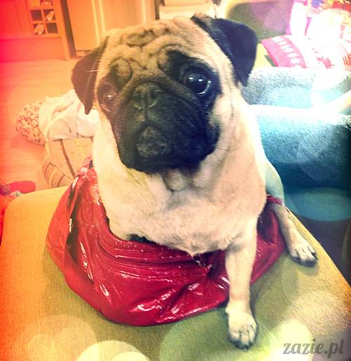 w_czasie_deszczu_mopsiki_sie_nudza_kumok_miszur_zazie_k