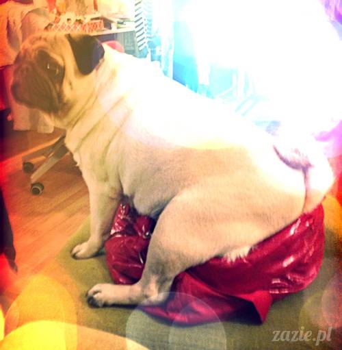 w_czasie_deszczu_mopsiki_sie_nudza_kumok_miszur_zazie_l