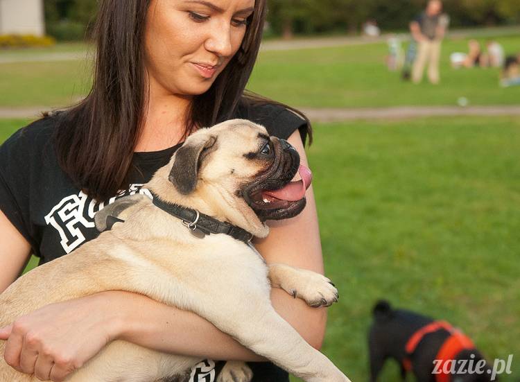 Warszawskie Mopsy, spotkania mopsiarzy, mopsiki na polach mokotowskich, spacer z mopsem