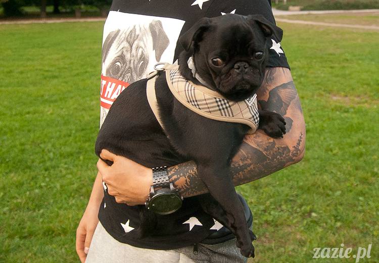 Warszawskie Mopsy, spotkania mopsiarzy, mopsiki na polach mokotowskich, spacer z mopsem