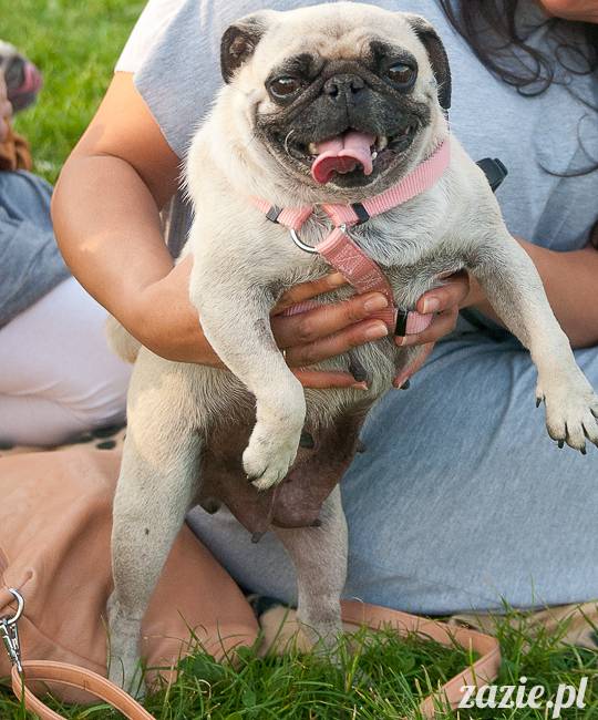 Warszawskie Mopsy, spotkania mopsiarzy, mopsiki na polach mokotowskich, spacer z mopsem