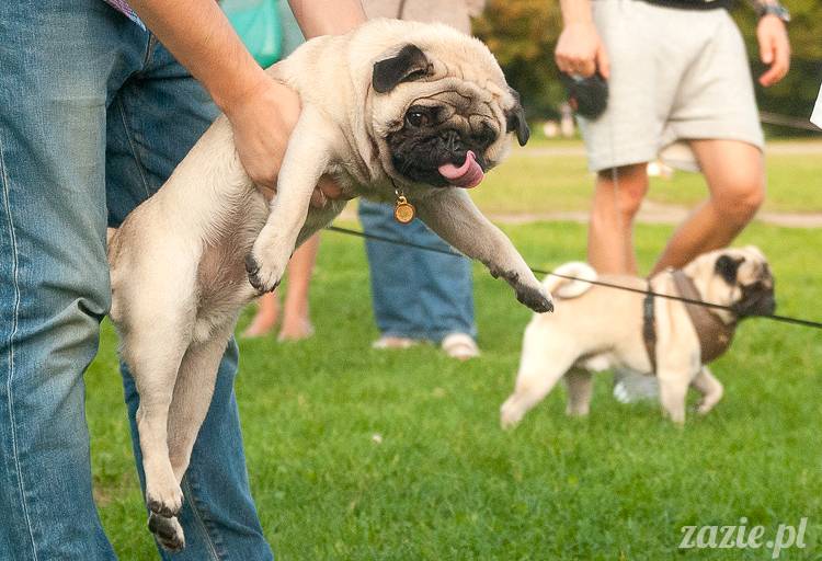 Warszawskie Mopsy, spotkania mopsiarzy, mopsiki na polach mokotowskich, spacer z mopsem