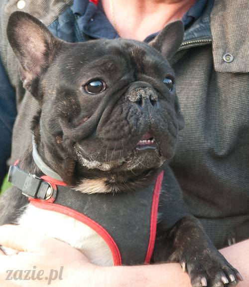 Warszawskie Mopsy, spotkania mopsiarzy, mopsiki na polach mokotowskich, spacer z mopsem