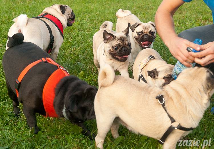 Warszawskie Mopsy, spotkania mopsiarzy, mopsiki na polach mokotowskich, spacer z mopsem