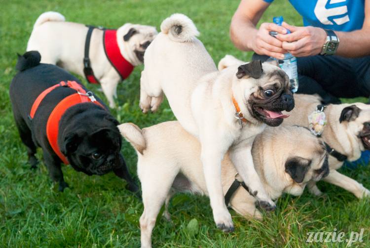 Warszawskie Mopsy, spotkania mopsiarzy, mopsiki na polach mokotowskich, spacer z mopsem