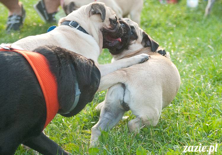 Warszawskie Mopsy, spotkania mopsiarzy, mopsiki na polach mokotowskich, spacer z mopsem