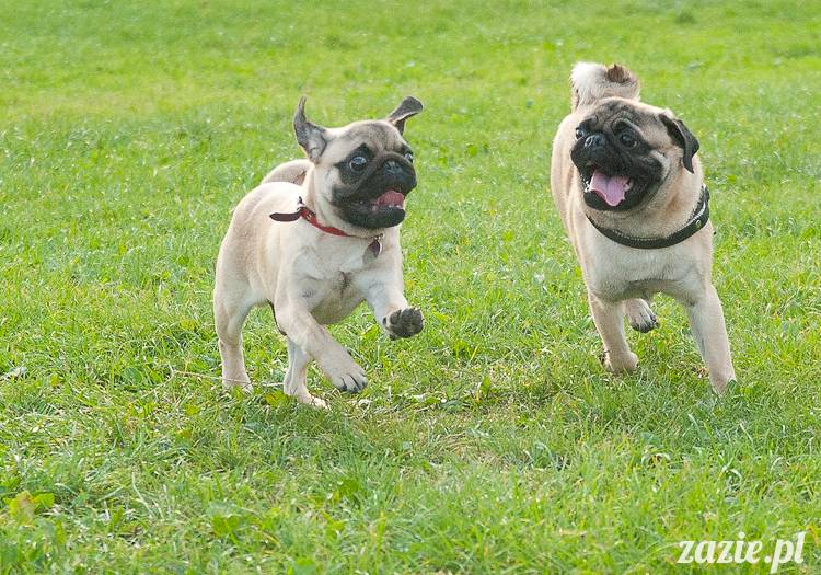 Warszawskie Mopsy, spotkania mopsiarzy, mopsiki na polach mokotowskich, spacer z mopsem