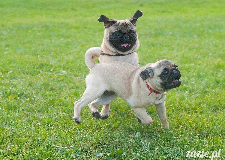 Warszawskie Mopsy, spotkania mopsiarzy, mopsiki na polach mokotowskich, spacer z mopsem