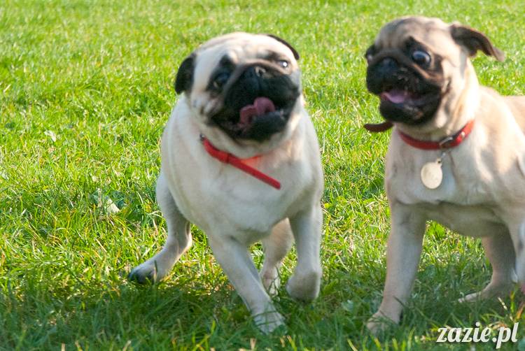 Warszawskie Mopsy, spotkania mopsiarzy, mopsiki na polach mokotowskich, spacer z mopsem