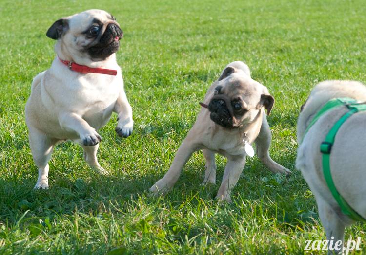 Warszawskie Mopsy, spotkania mopsiarzy, mopsiki na polach mokotowskich, spacer z mopsem
