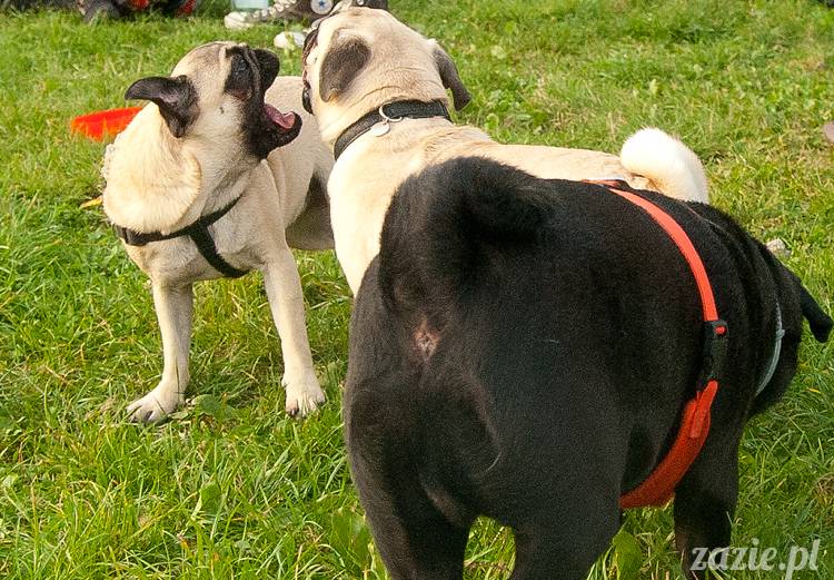 Warszawskie Mopsy, spotkania mopsiarzy, mopsiki na polach mokotowskich, spacer z mopsem