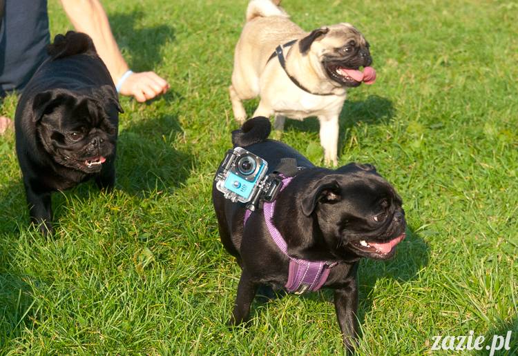 Warszawskie Mopsy, spotkania mopsiarzy, mopsiki na polach mokotowskich, spacer z mopsem