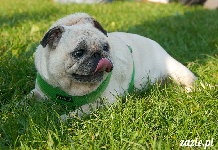 Warszawskie Mopsy, spotkania mopsiarzy, mopsiki na polach mokotowskich, spacer z mopsem