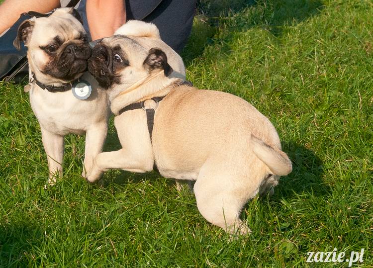 Warszawskie Mopsy, spotkania mopsiarzy, mopsiki na polach mokotowskich, spacer z mopsem