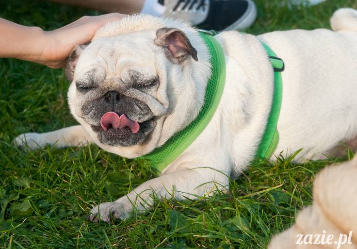 Warszawskie Mopsy, spotkania mopsiarzy, mopsiki na polach mokotowskich, spacer z mopsem