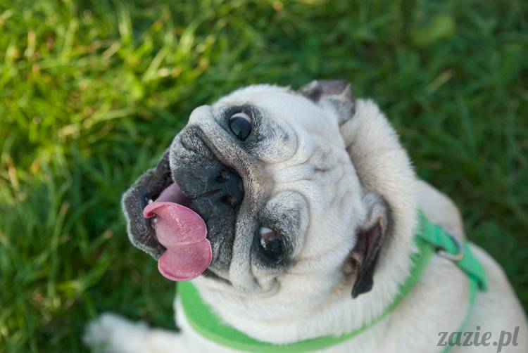 Warszawskie Mopsy, spotkania mopsiarzy, mopsiki na polach mokotowskich, spacer z mopsem