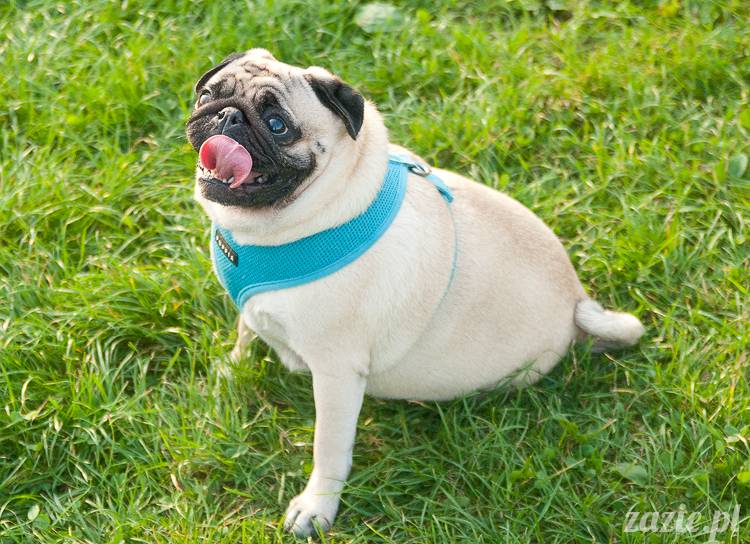 Warszawskie Mopsy, spotkania mopsiarzy, mopsiki na polach mokotowskich, spacer z mopsem