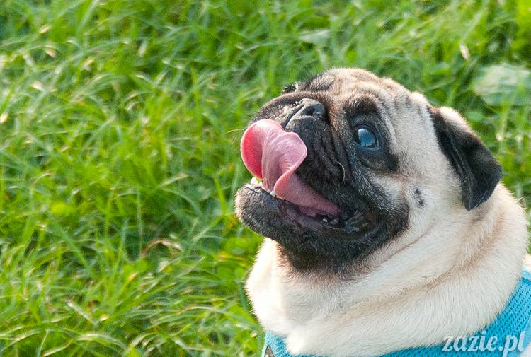 Warszawskie Mopsy, spotkania mopsiarzy, mopsiki na polach mokotowskich, spacer z mopsem