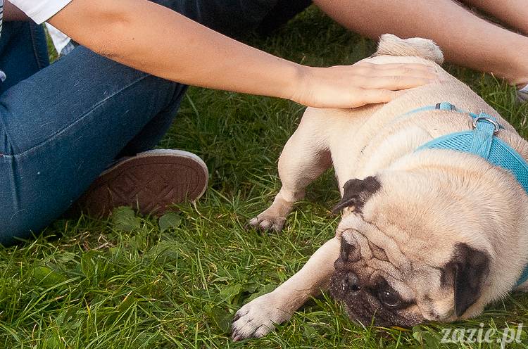 Warszawskie Mopsy, spotkania mopsiarzy, mopsiki na polach mokotowskich, spacer z mopsem
