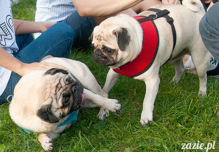Warszawskie Mopsy, spotkania mopsiarzy, mopsiki na polach mokotowskich, spacer z mopsem