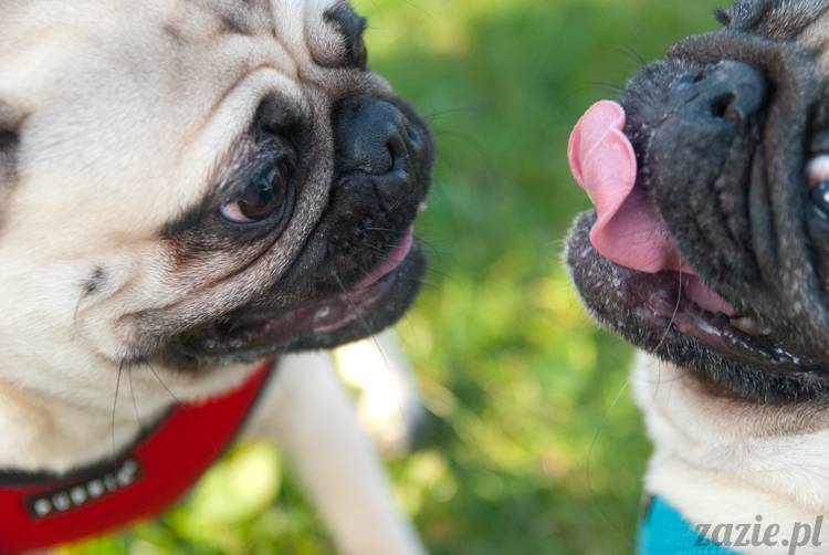 Warszawskie Mopsy, spotkania mopsiarzy, mopsiki na polach mokotowskich, spacer z mopsem