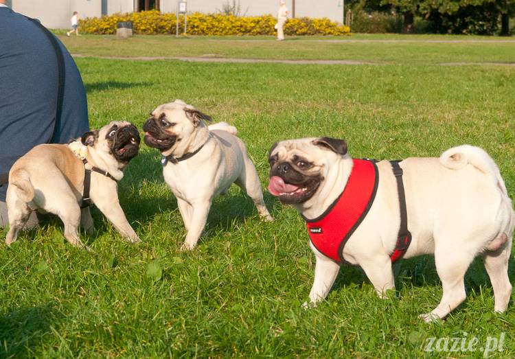 Warszawskie Mopsy, spotkania mopsiarzy, mopsiki na polach mokotowskich, spacer z mopsem