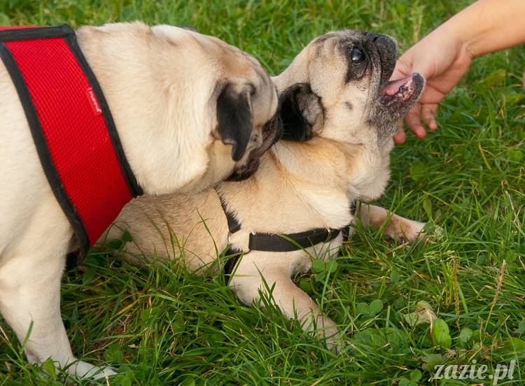 Warszawskie Mopsy, spotkania mopsiarzy, mopsiki na polach mokotowskich, spacer z mopsem