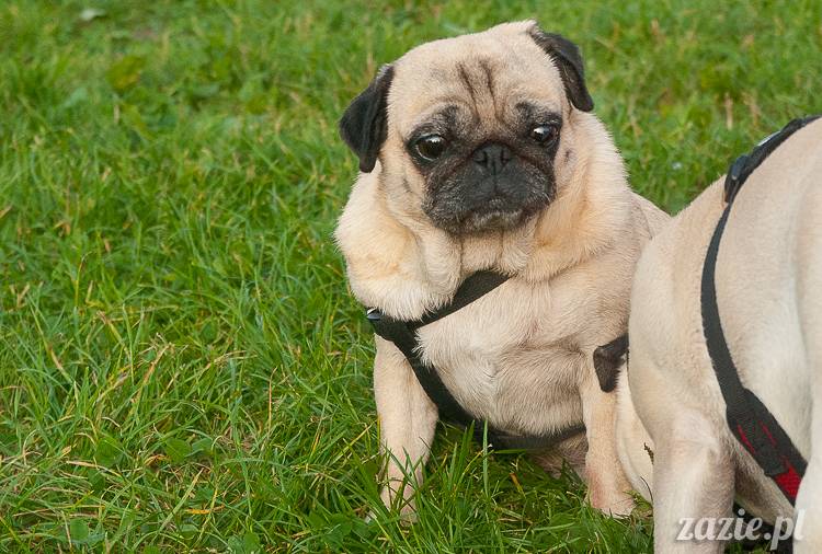 Warszawskie Mopsy, spotkania mopsiarzy, mopsiki na polach mokotowskich, spacer z mopsem