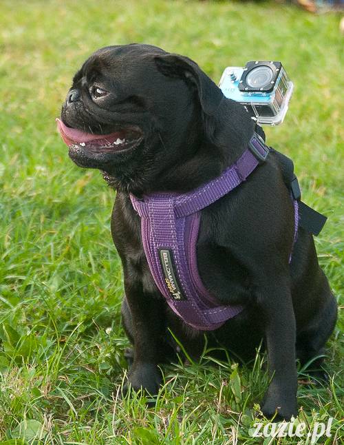 Warszawskie Mopsy, spotkania mopsiarzy, mopsiki na polach mokotowskich, spacer z mopsem