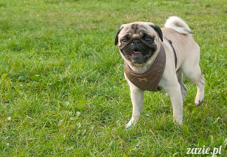 Warszawskie Mopsy, spotkania mopsiarzy, mopsiki na polach mokotowskich, spacer z mopsem