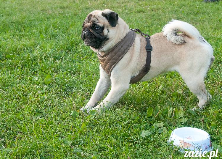 Warszawskie Mopsy, spotkania mopsiarzy, mopsiki na polach mokotowskich, spacer z mopsem