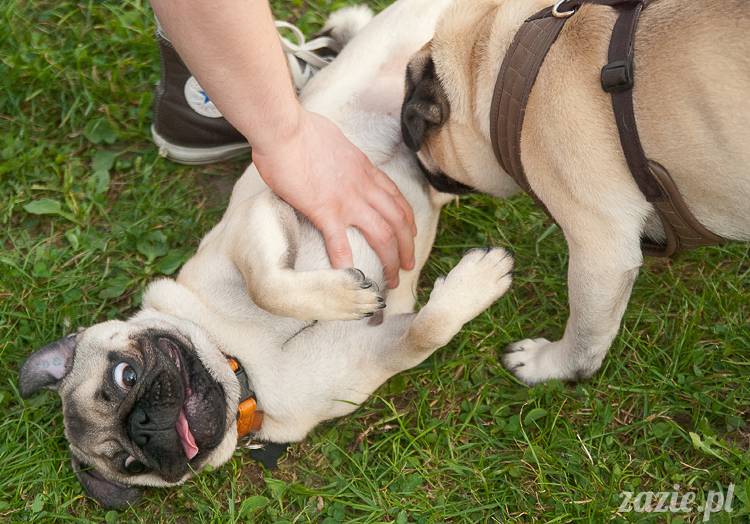 Warszawskie Mopsy, spotkania mopsiarzy, mopsiki na polach mokotowskich, spacer z mopsem