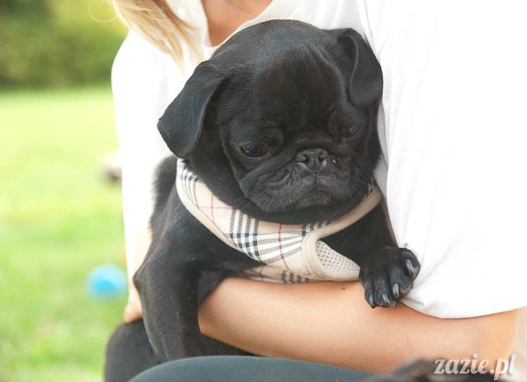 Warszawskie Mopsy, spotkania mopsiarzy, mopsiki na polach mokotowskich, spacer z mopsem