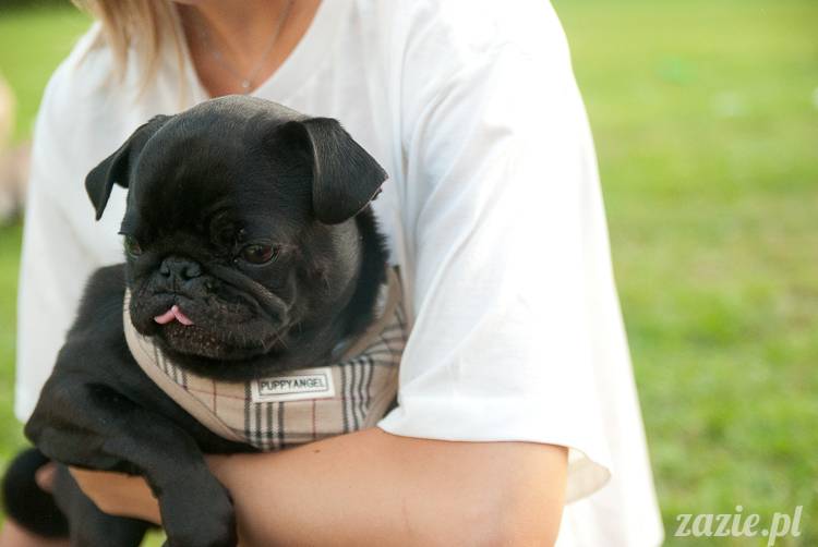 Warszawskie Mopsy, spotkania mopsiarzy, mopsiki na polach mokotowskich, spacer z mopsem