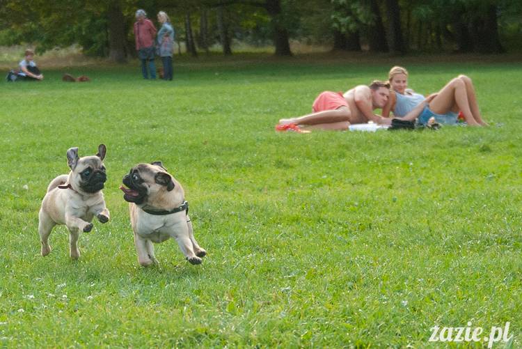 Warszawskie Mopsy, spotkania mopsiarzy, mopsiki na polach mokotowskich, spacer z mopsem