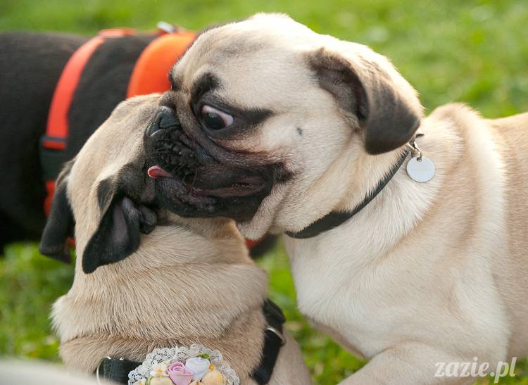 Warszawskie Mopsy, spotkania mopsiarzy, mopsiki na polach mokotowskich, spacer z mopsem