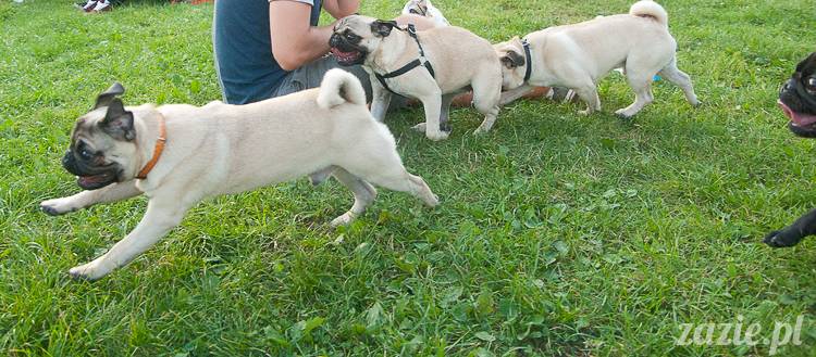 Warszawskie Mopsy, spotkania mopsiarzy, mopsiki na polach mokotowskich, spacer z mopsem